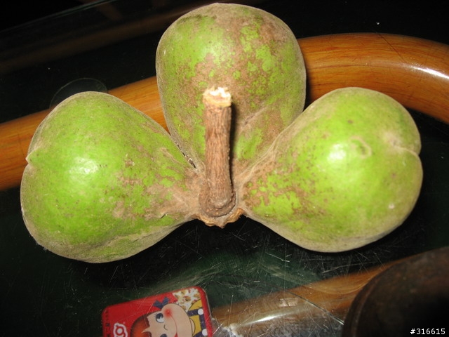 請問有人知道這是什麼植物的果實嗎??