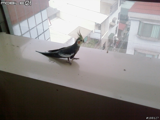 [自拍]在都市看見漂亮的鳥兒