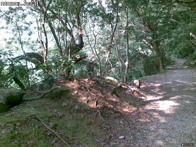 天母古道遭遇台灣彌猴