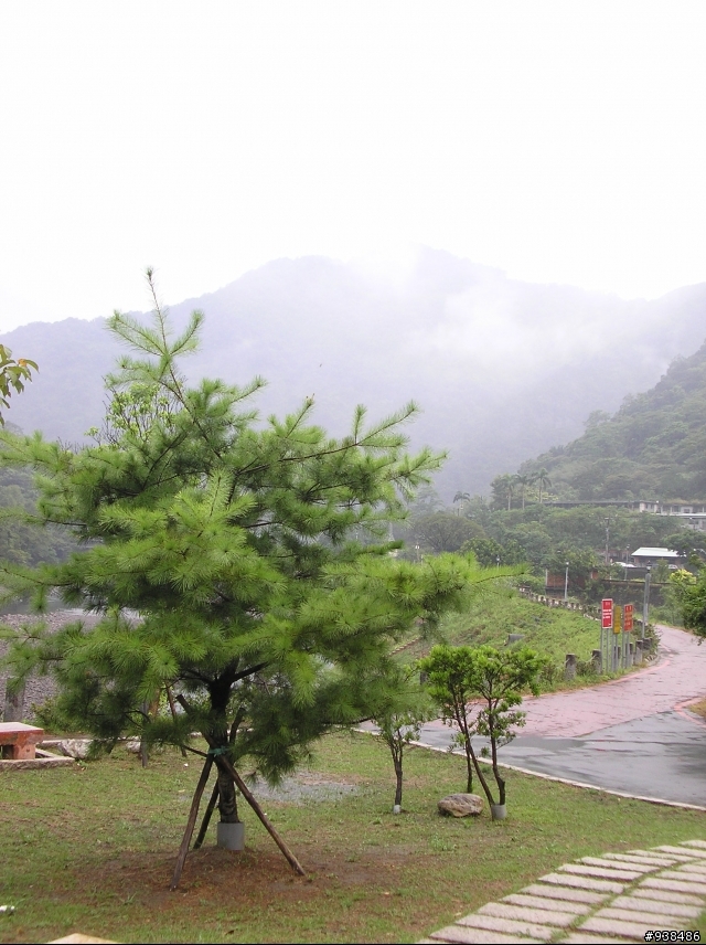 拍了幾張可否給點構圖的建議