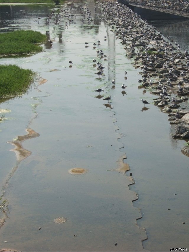 [LA遊記] 從荒地到海天無邊 - San Gabriel River Bike Route (圖多)