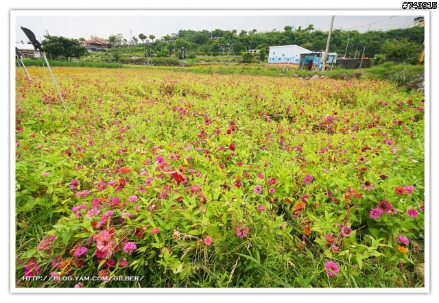 三芝波斯菊花海