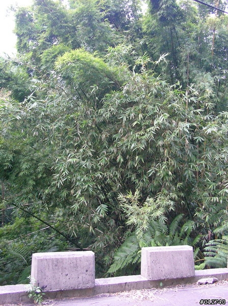 今日大發現!<大同山隱藏版景色優美林道>
