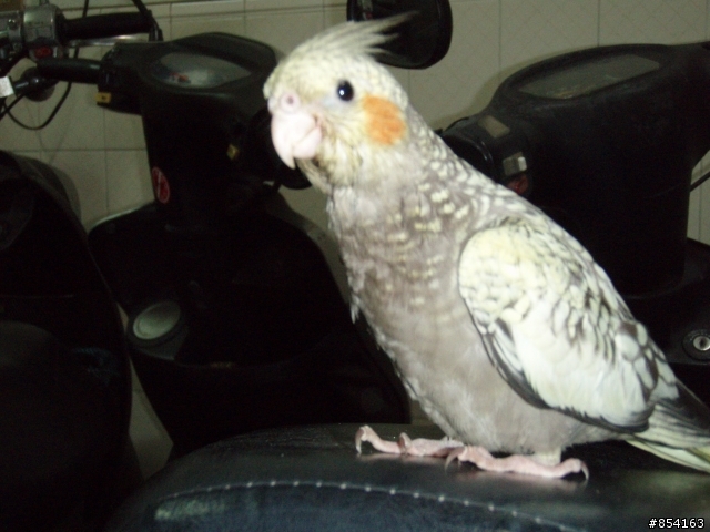 協尋   珍珠玄鳳飛走了