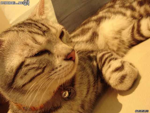 [徵女友]3歲美短，有照片(09.20照片更新)