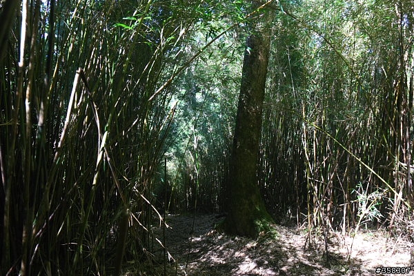 北、西合歡山