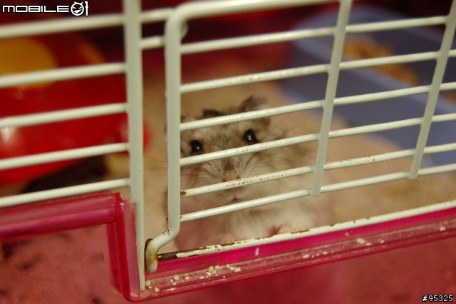 [三線鼠] 在鐵窗那邊的日子