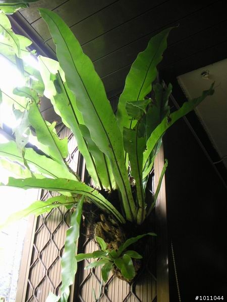 分享DIY陽台+客廳(森林風)
