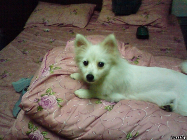 【狗寶貝】狗寶貝是女兒，狐狸犬！【圖多】