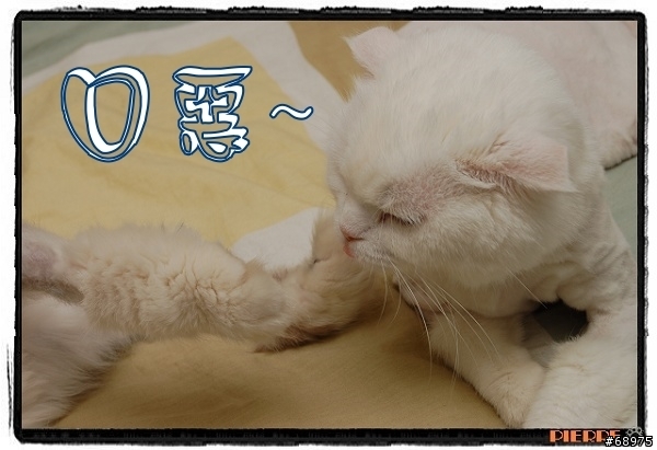 夏日貓腿咬一口