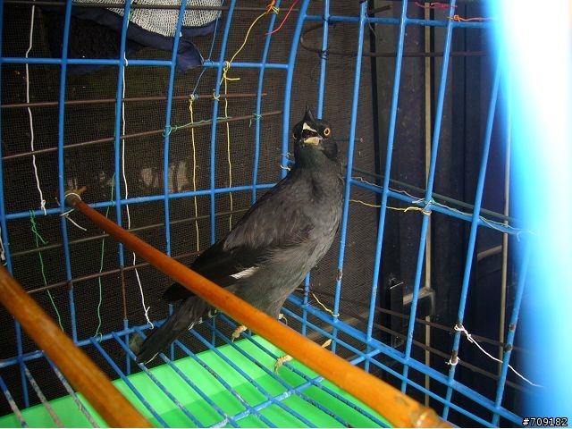 [請益]請懂鳥類的大大們幫忙鑑定一下這隻鳥