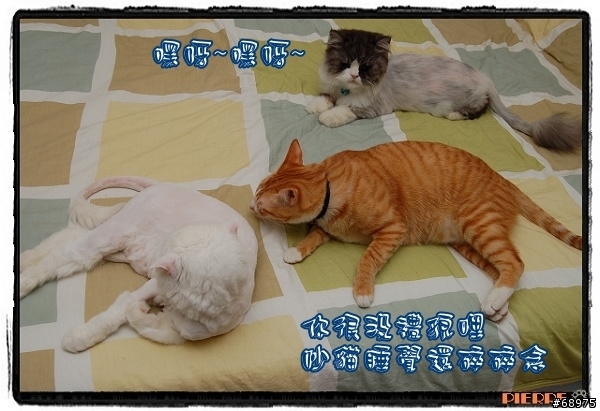 夏日貓腿咬一口