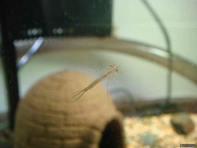 水族缸裡面突然出現這種生物