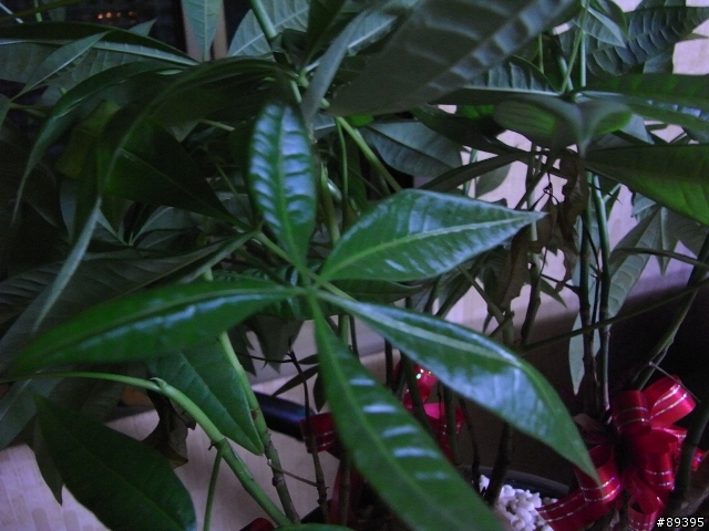 R8初次拍攝...新手駕駛,請多包涵!!