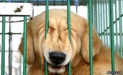 這狗，囧了