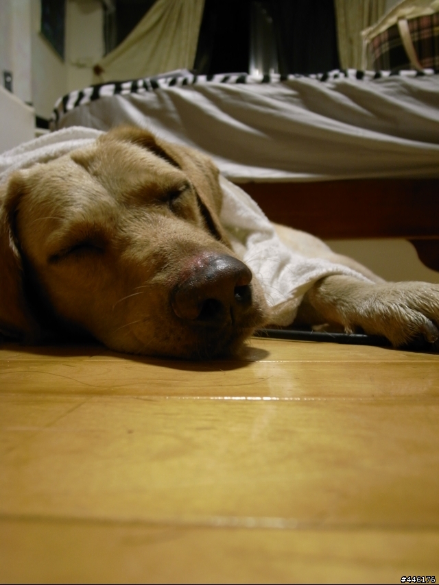 高雄民族大樂路口撿到拉拉一隻....