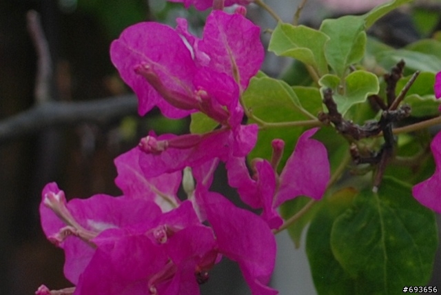 nikon  nikkor  18-55vr vs 18-70ed  腳架使用