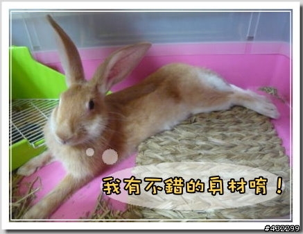 [兔]大家來做朋友,放上可愛的兔照片吧！