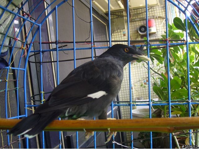 [請益]請懂鳥類的大大們幫忙鑑定一下這隻鳥
