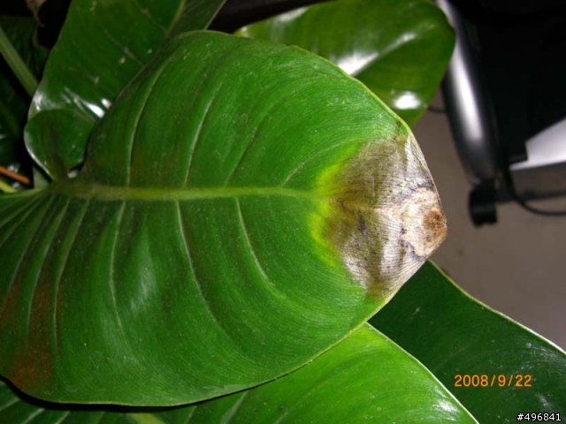 【植物】快被我養死的綠帝王(盆栽)該怎麼救呢？
