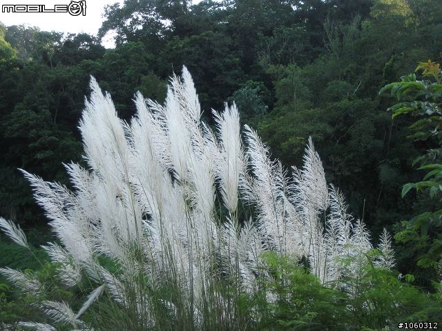 [小品遊記]金色光芒--黃昏下的寶山雙水庫