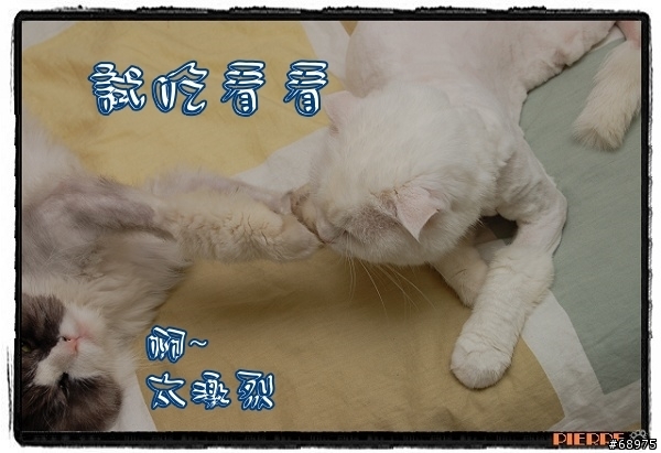 夏日貓腿咬一口