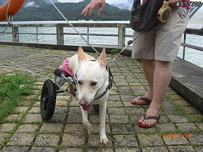 殘障犬白二兵日月潭消遙遊~