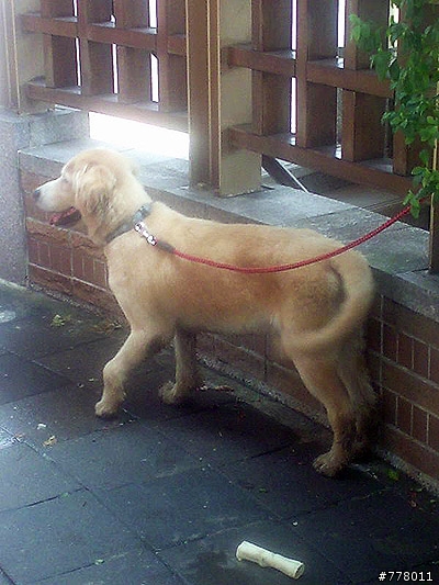 中山北路警察局拾獲黃金獵犬!要被送收容所了!