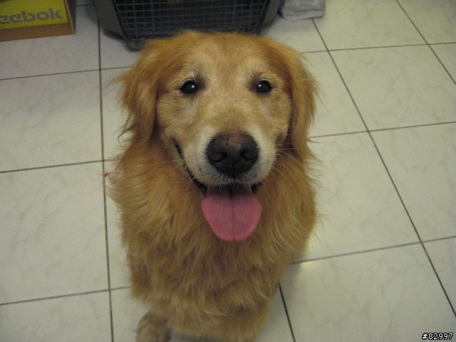[拾獲送養黃金獵犬]誰家的寶貝走失了
