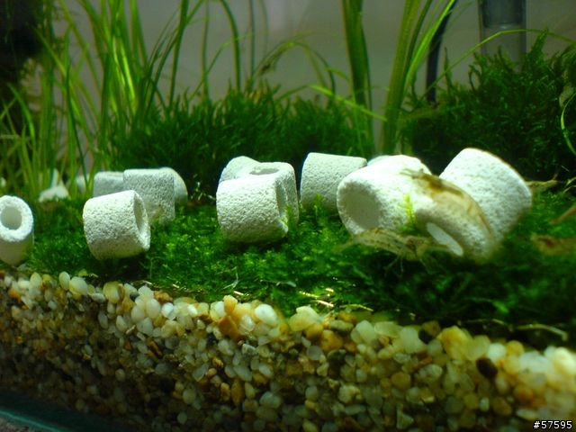 [分享]一尺陰性草紅蓮燈缸