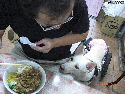 殘障犬白二兵日月潭消遙遊~