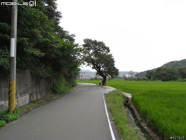 [路線分享]桃園市近郊---環保公園&楓樹村**波斯菊/向日葵盛開了12/19**