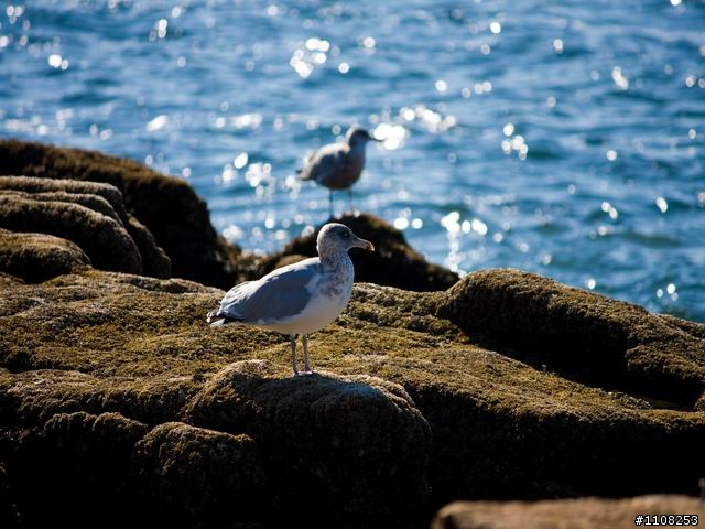 2008美東楓之旅---緬因州 (Acadia National Park)