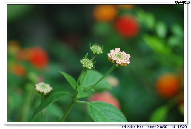 老鏡的春天...Carl Zeiss jena  Tessar 2.8/50  M42 + NIKON