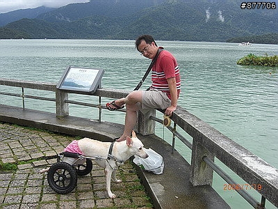 殘障犬白二兵日月潭消遙遊~