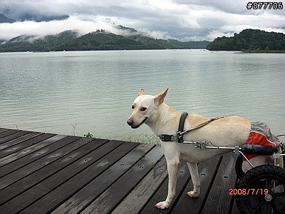 殘障犬白二兵日月潭消遙遊~