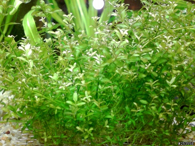 請教水族達人,看看我的水草怎麼了?