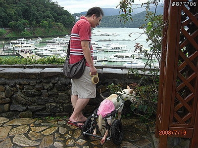 殘障犬白二兵日月潭消遙遊~
