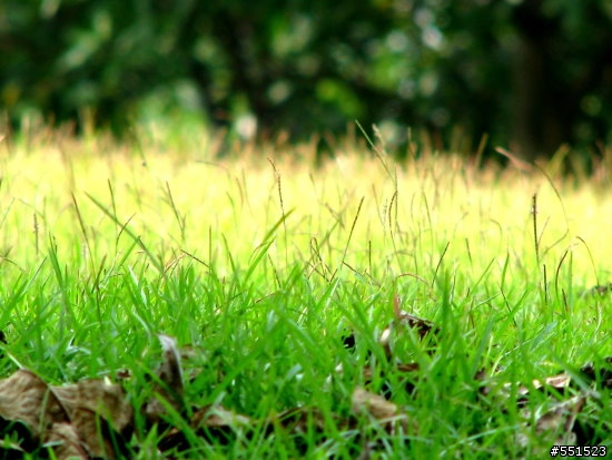 分享 CANON S5 IS - 公園外拍