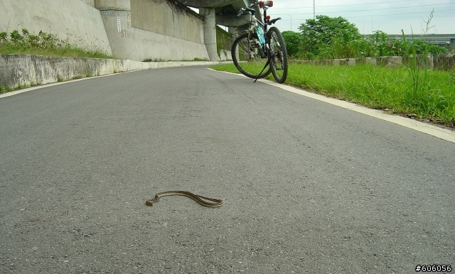 小心！河濱公園有蛇