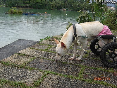 殘障犬白二兵日月潭消遙遊~