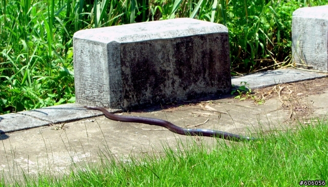小心！河濱公園有蛇