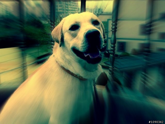 偽 Lensbaby 效果: Picnik Focal Zoom