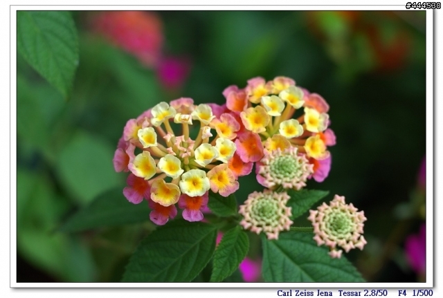 老鏡的春天...Carl Zeiss jena  Tessar 2.8/50  M42 + NIKON