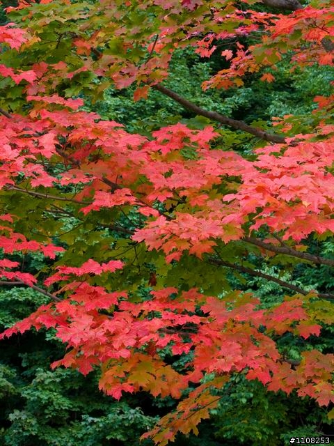 2008美東楓之旅---緬因州 (Acadia National Park)