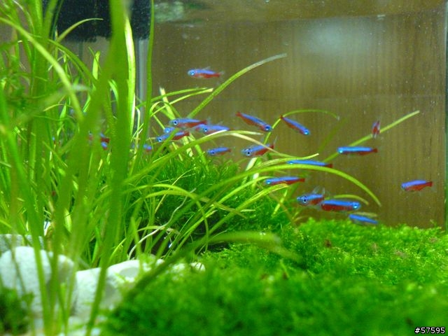 [分享]一尺陰性草紅蓮燈缸