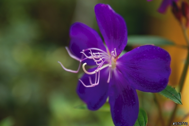 Tamron 17-50 (A16II)  試拍分享