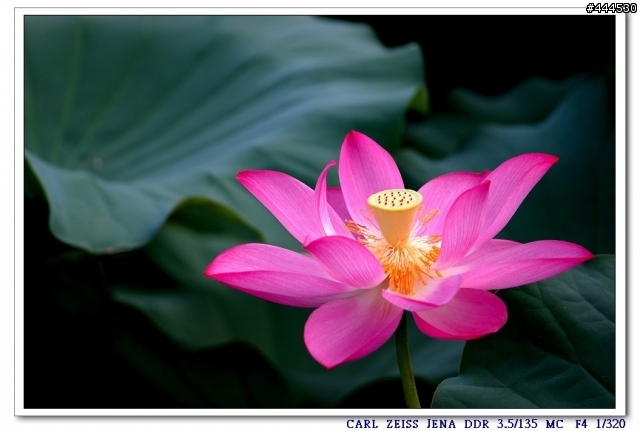 老鏡的春天...Carl Zeiss jena Sonnar   3.5/135 M42 + NIKON