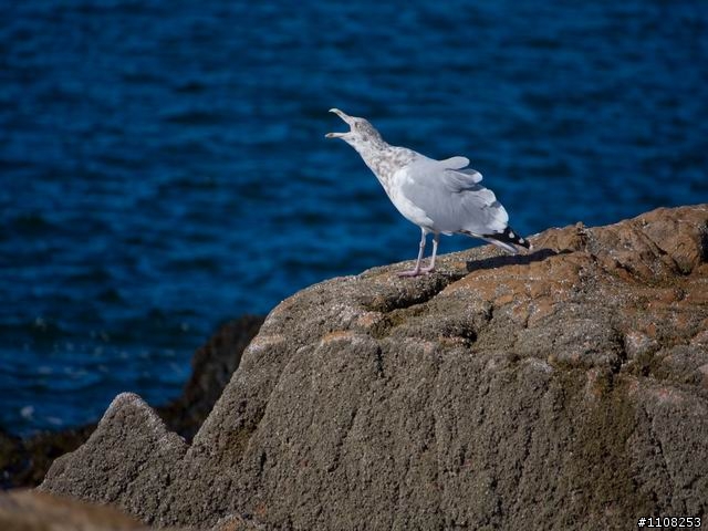 2008美東楓之旅---緬因州 (Acadia National Park)