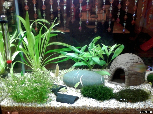 請教水族達人,看看我的水草怎麼了?